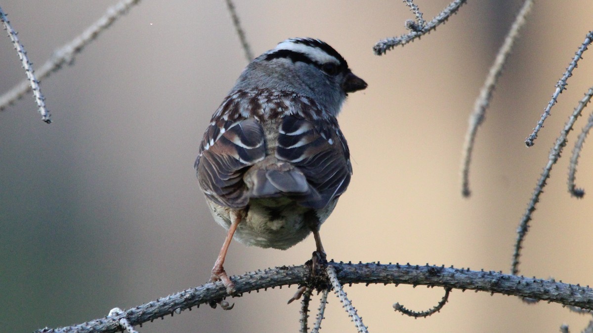 White-crowned Sparrow - ML637725478