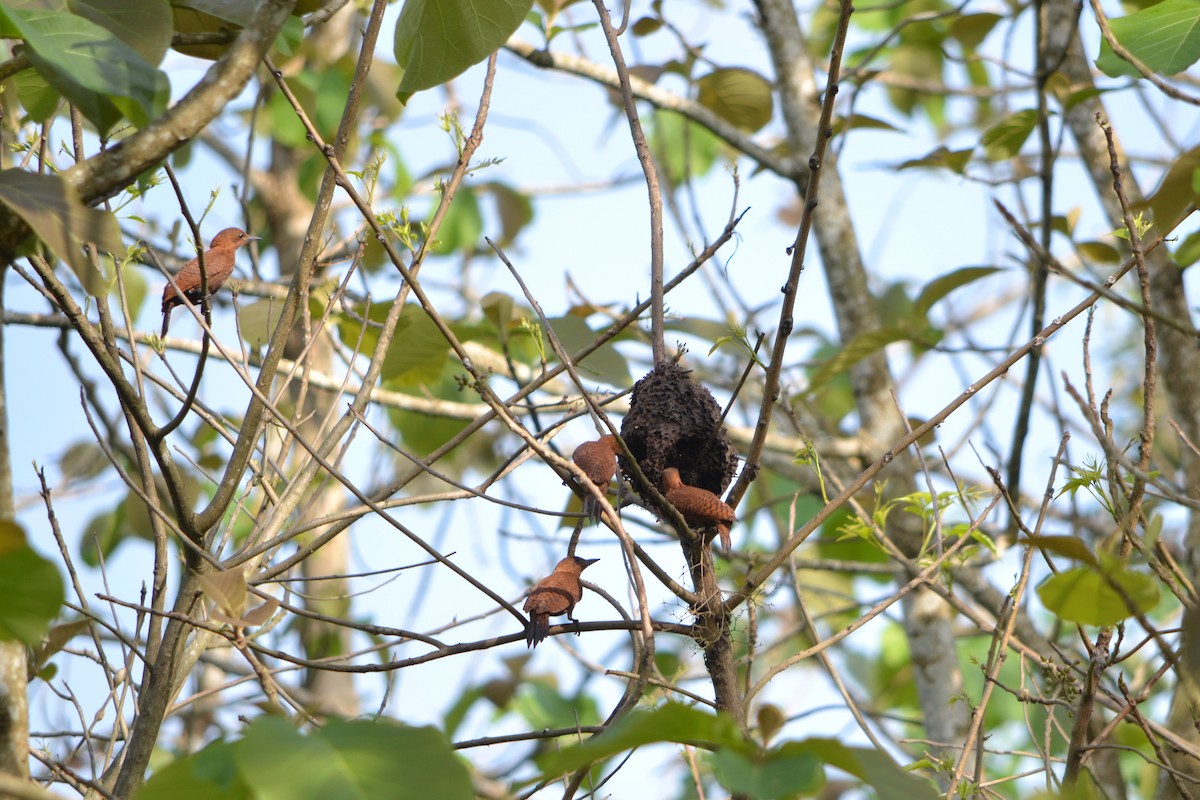 Rufous Woodpecker - ML637725517