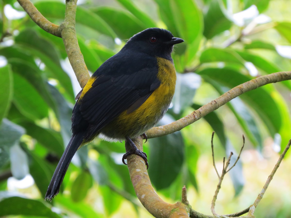 Black-and-yellow Silky-flycatcher - ML637725566
