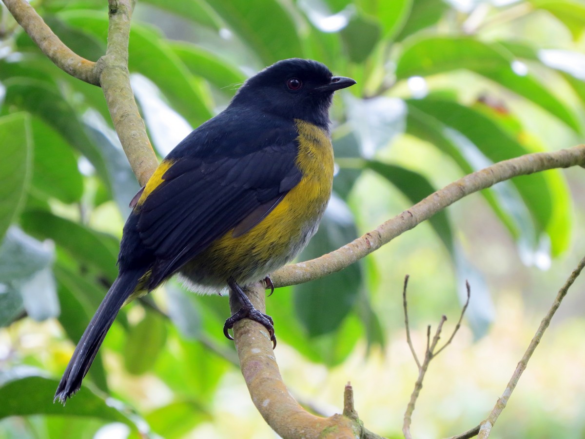 Black-and-yellow Silky-flycatcher - ML637725567