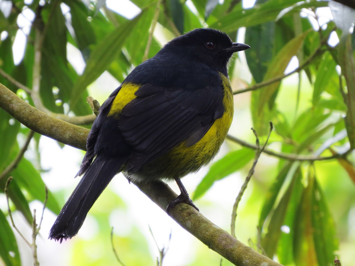 Black-and-yellow Silky-flycatcher - ML637725568