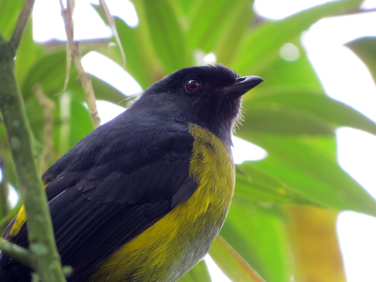 Black-and-yellow Silky-flycatcher - ML637725573