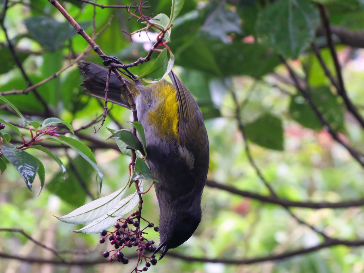 Black-and-yellow Silky-flycatcher - ML637725583