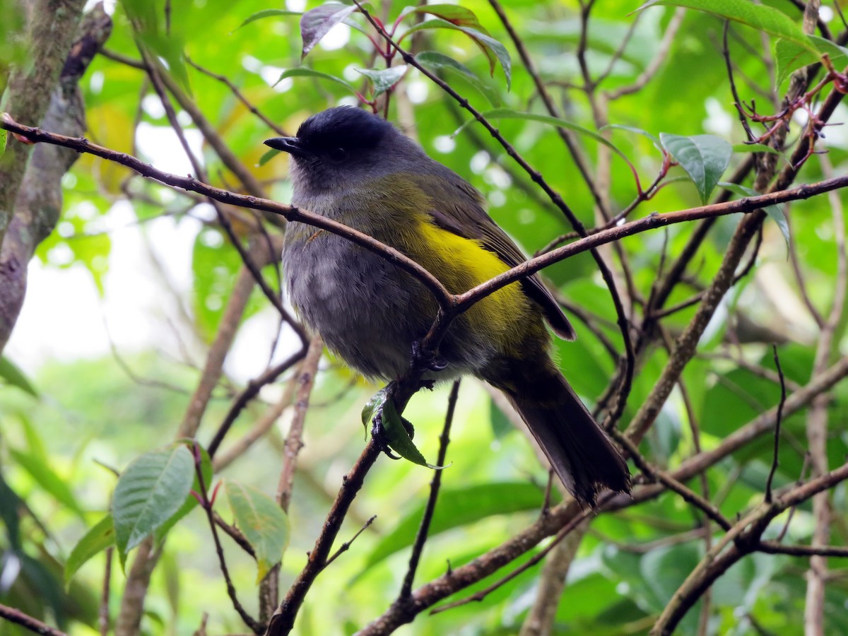 Black-and-yellow Silky-flycatcher - ML637725584