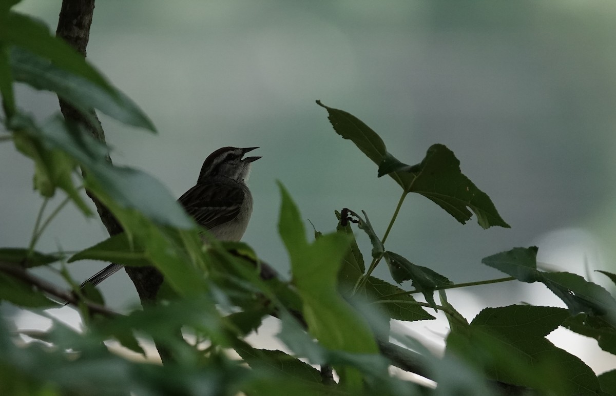 Chipping Sparrow - ML637725610