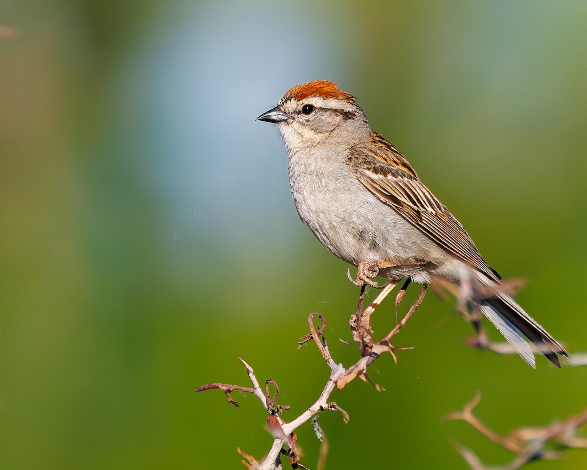Chipping Sparrow - ML637725611