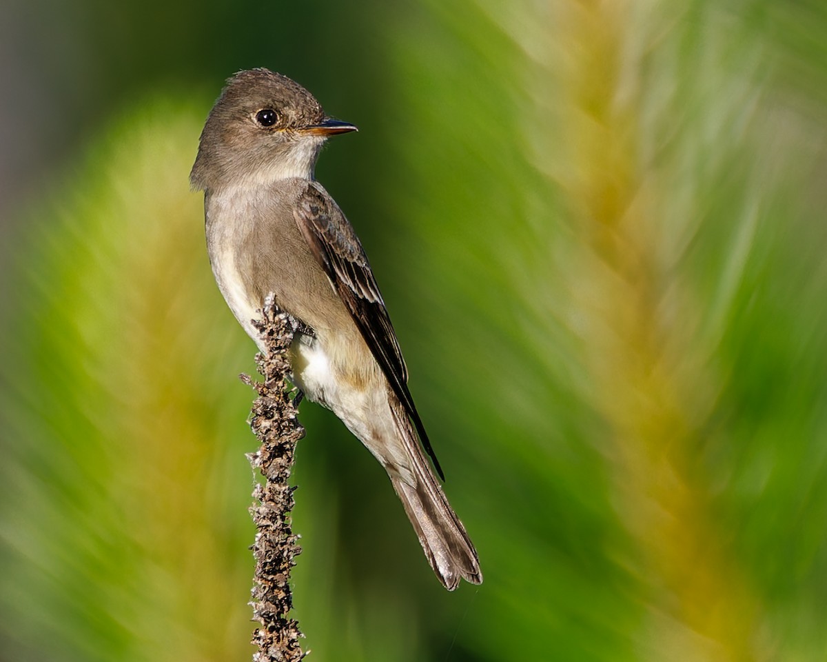 Western Wood-Pewee - ML637725616