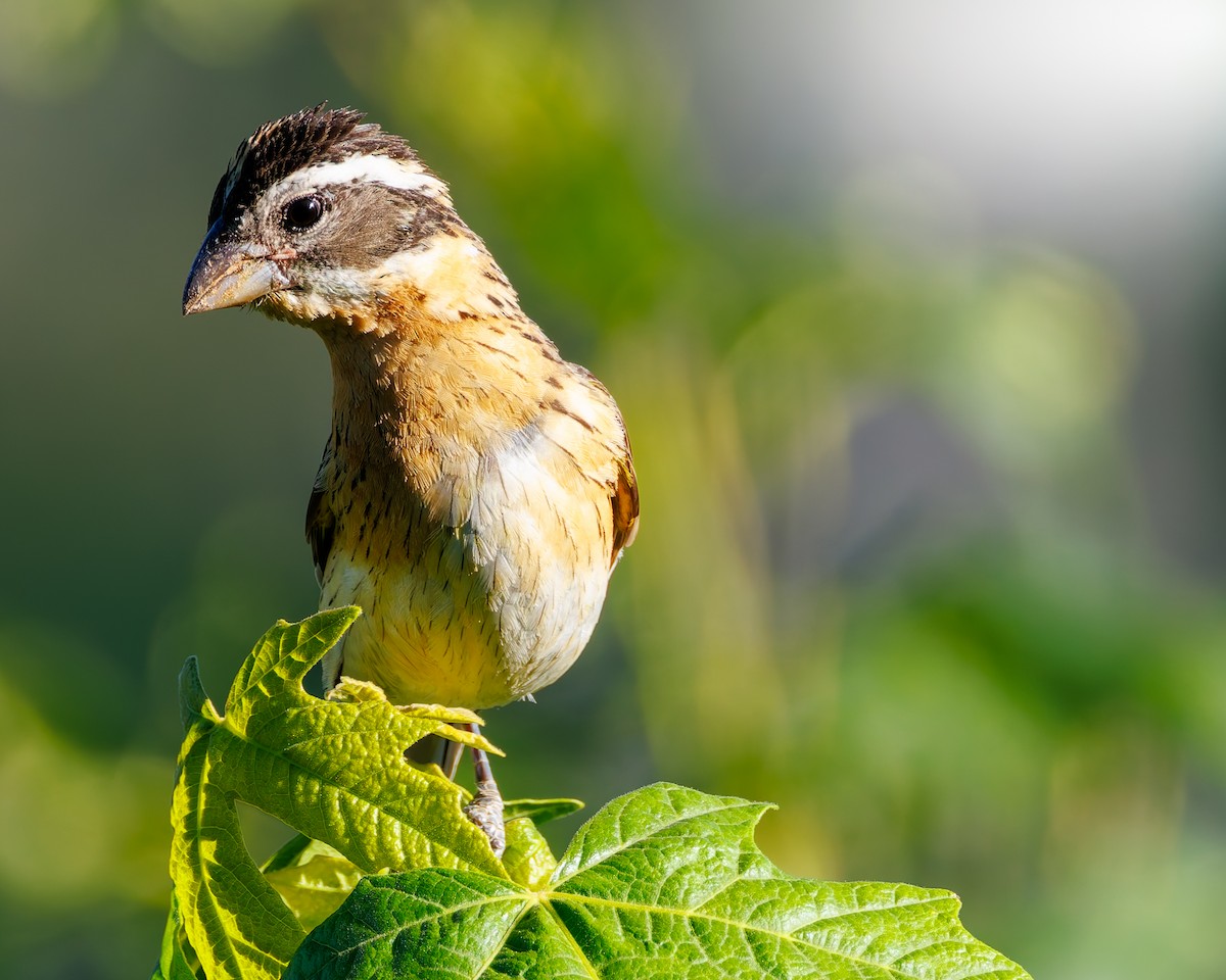 Black-headed Grosbeak - ML637725620