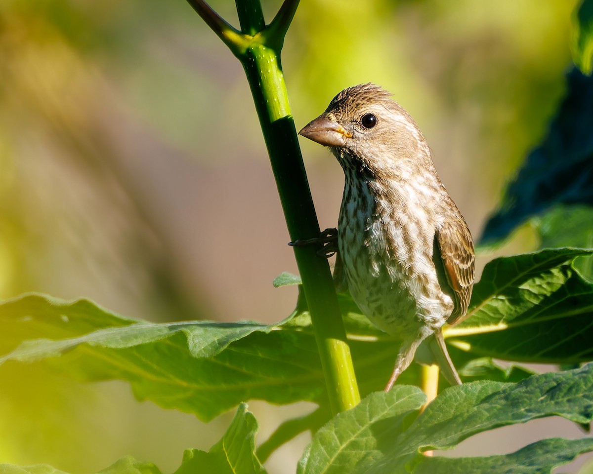 Purple Finch (Western) - ML637725622