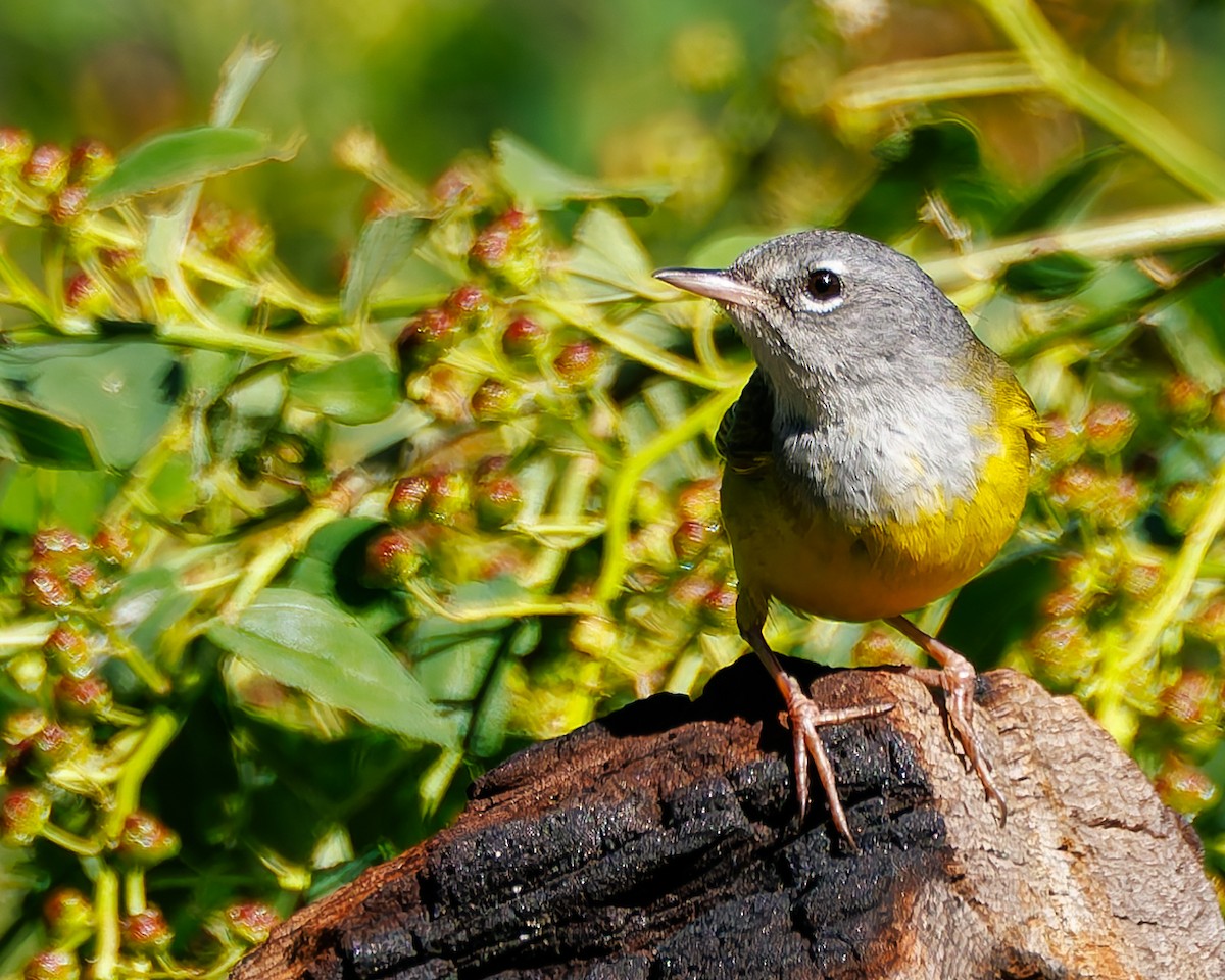 MacGillivray's Warbler - ML637725624