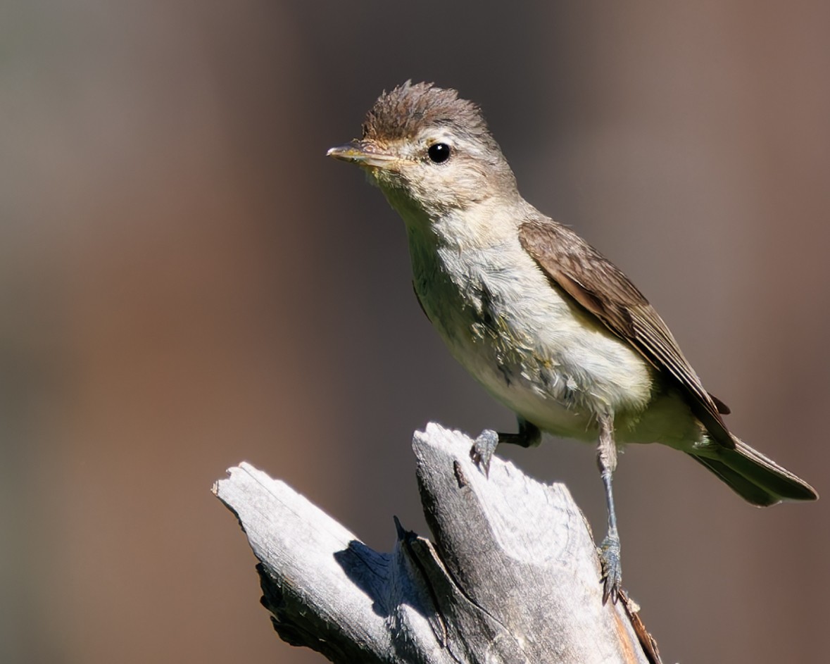 Warbling Vireo (Western) - ML637725634