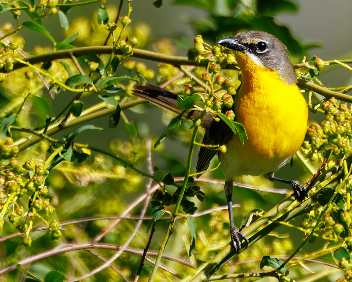 Yellow-breasted Chat - ML637725637