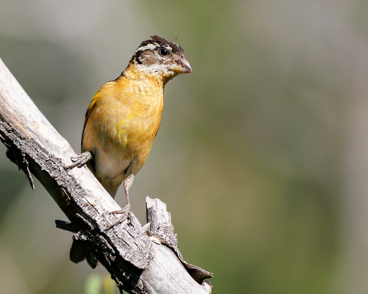 Black-headed Grosbeak - ML637725639