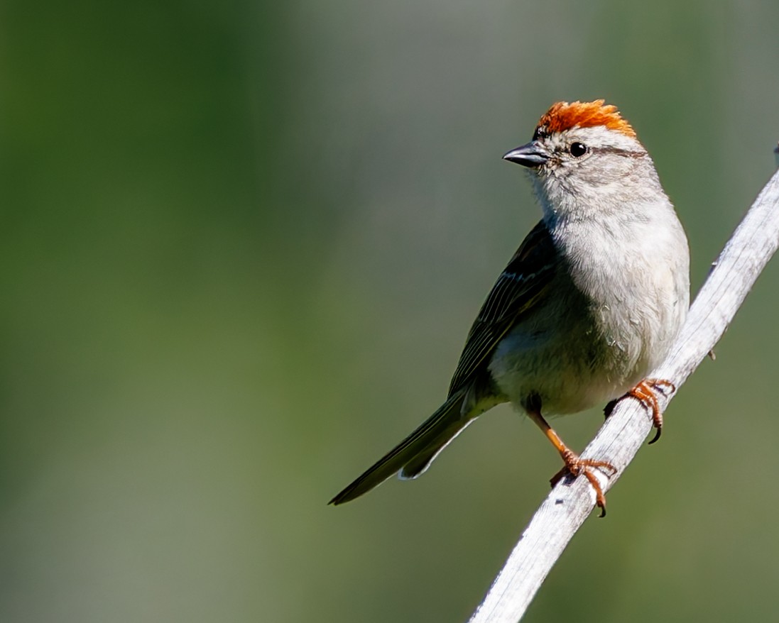 Chipping Sparrow - ML637725641