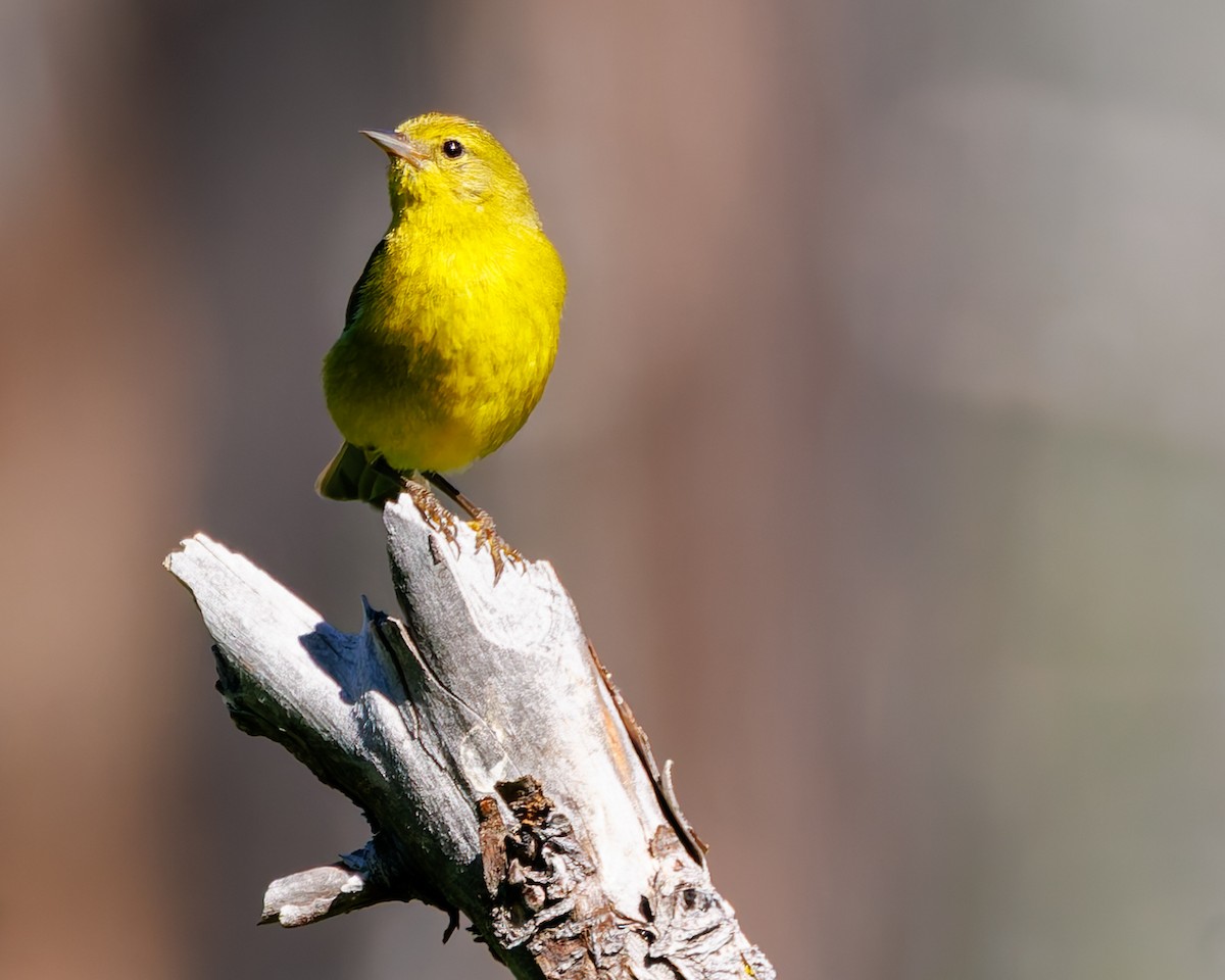 Orange-crowned Warbler (lutescens) - ML637725643