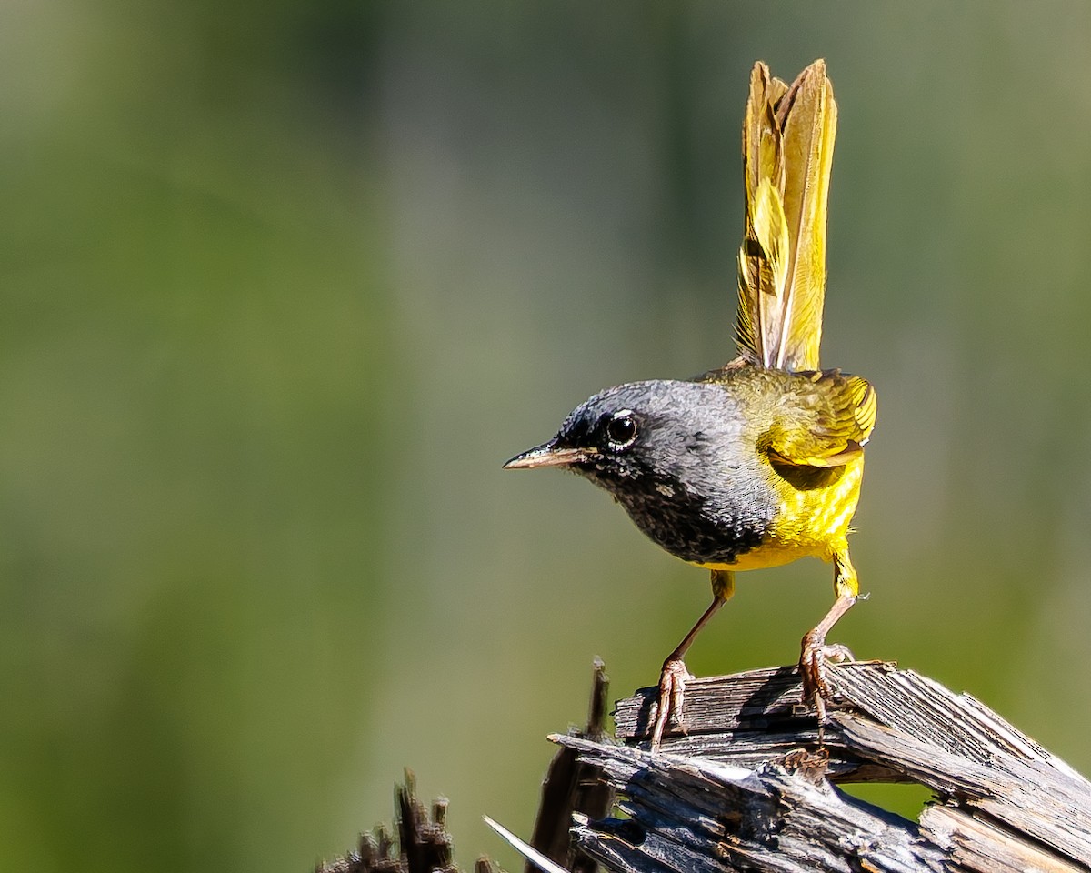 MacGillivray's Warbler - ML637725645