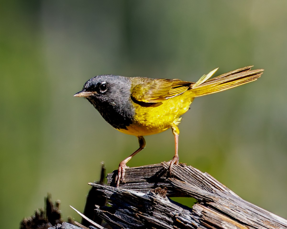 MacGillivray's Warbler - ML637725646