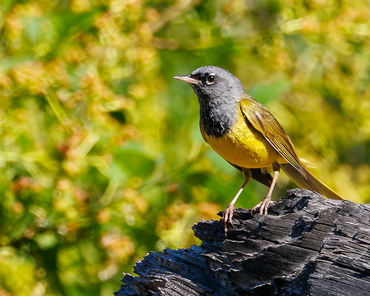 MacGillivray's Warbler - ML637725647