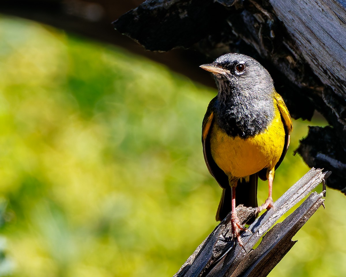 MacGillivray's Warbler - ML637725648