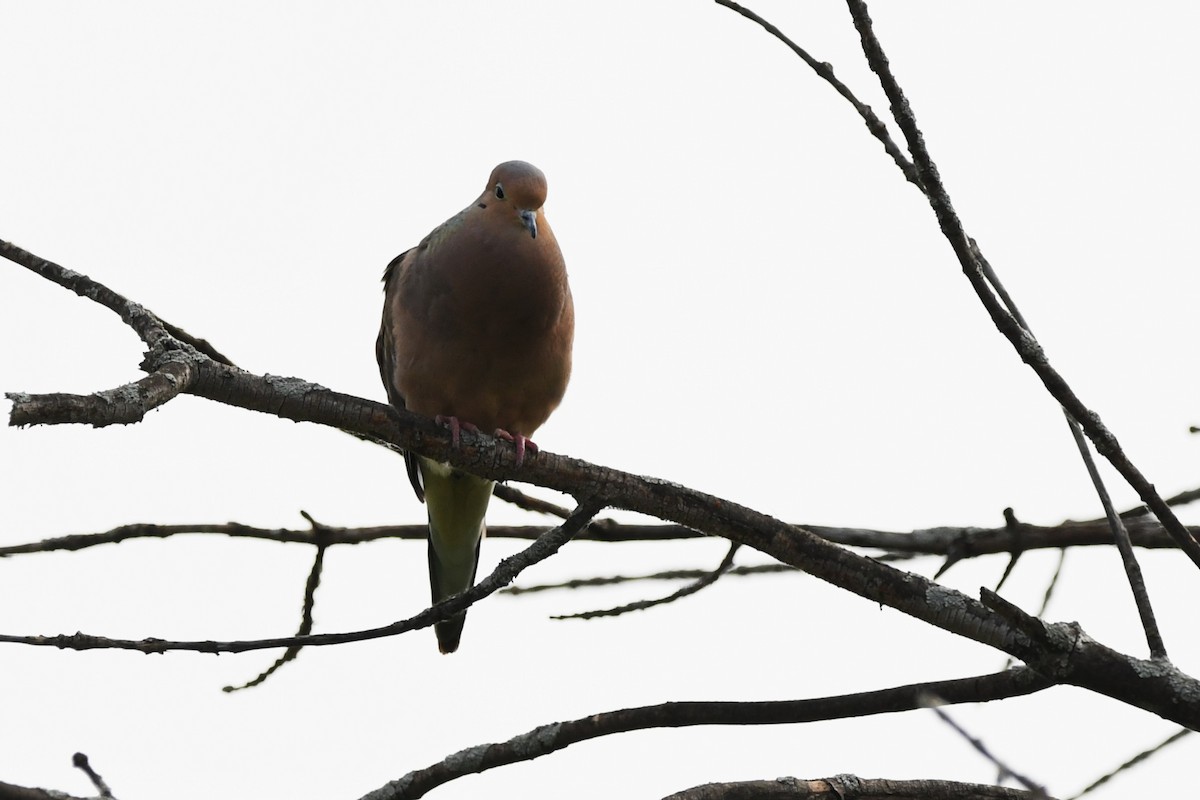 Mourning Dove - ML637725665