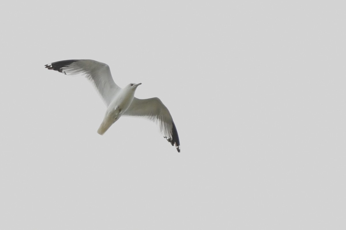 Ring-billed Gull - ML637725682