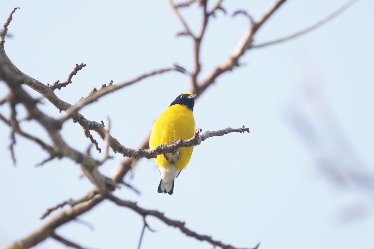 West Mexican Euphonia - ML637725692
