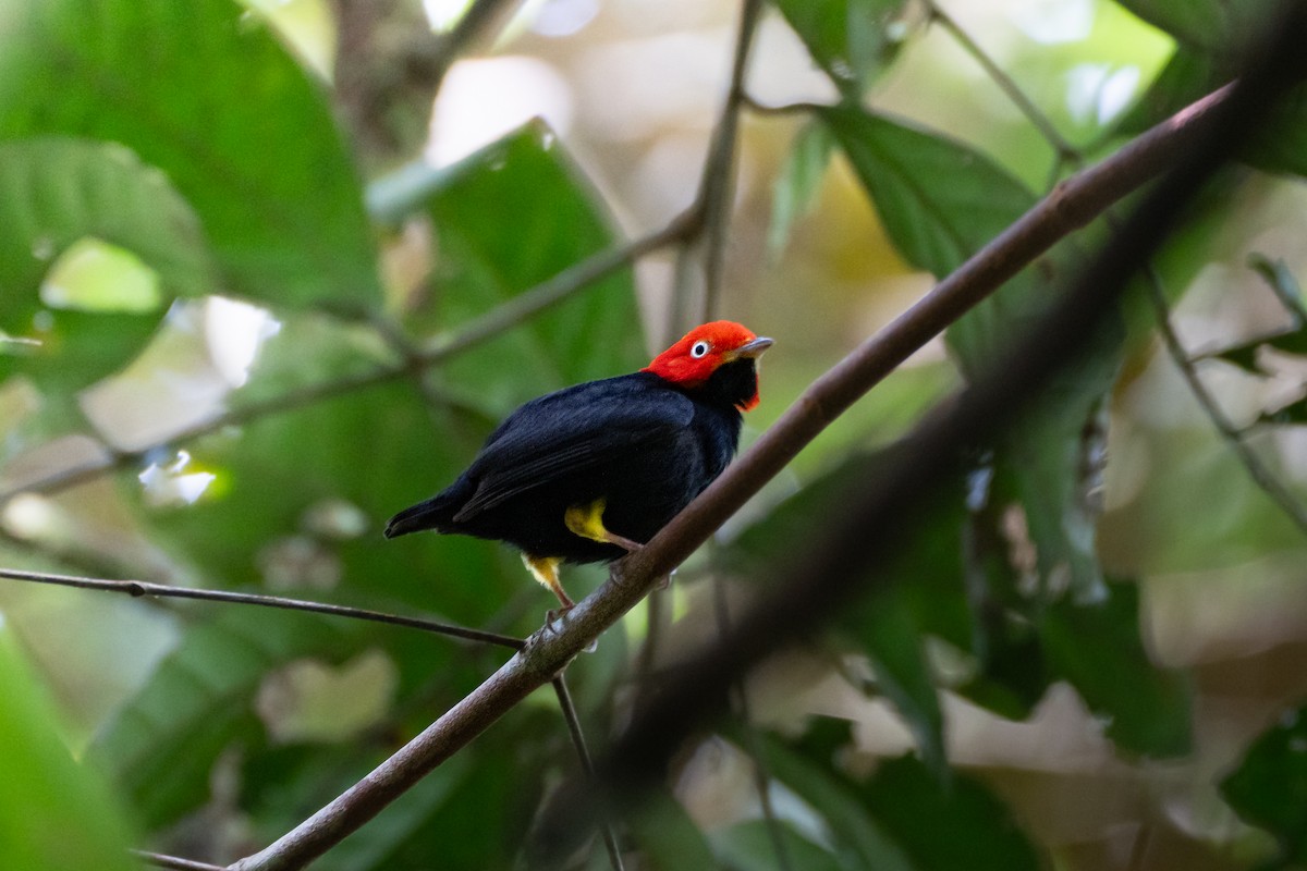Red-capped Manakin - ML637725791