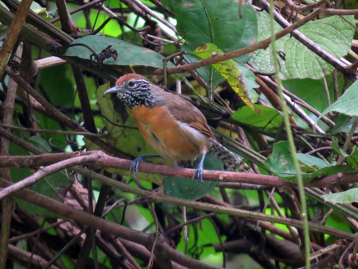 Rufous-breasted Wren - ML637725804