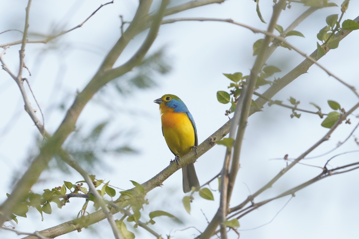 Orange-breasted Bunting - ML637725809