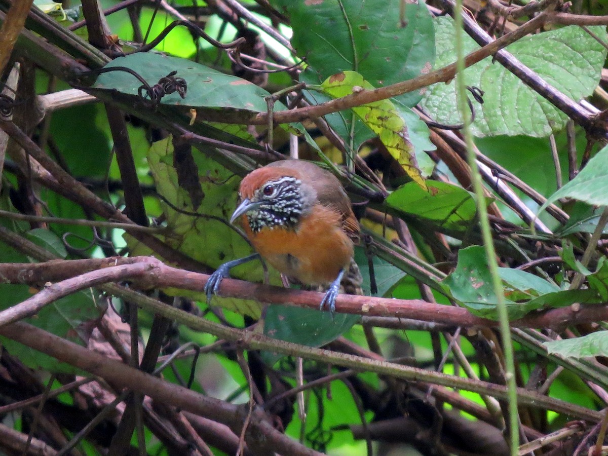 Rufous-breasted Wren - ML637725811