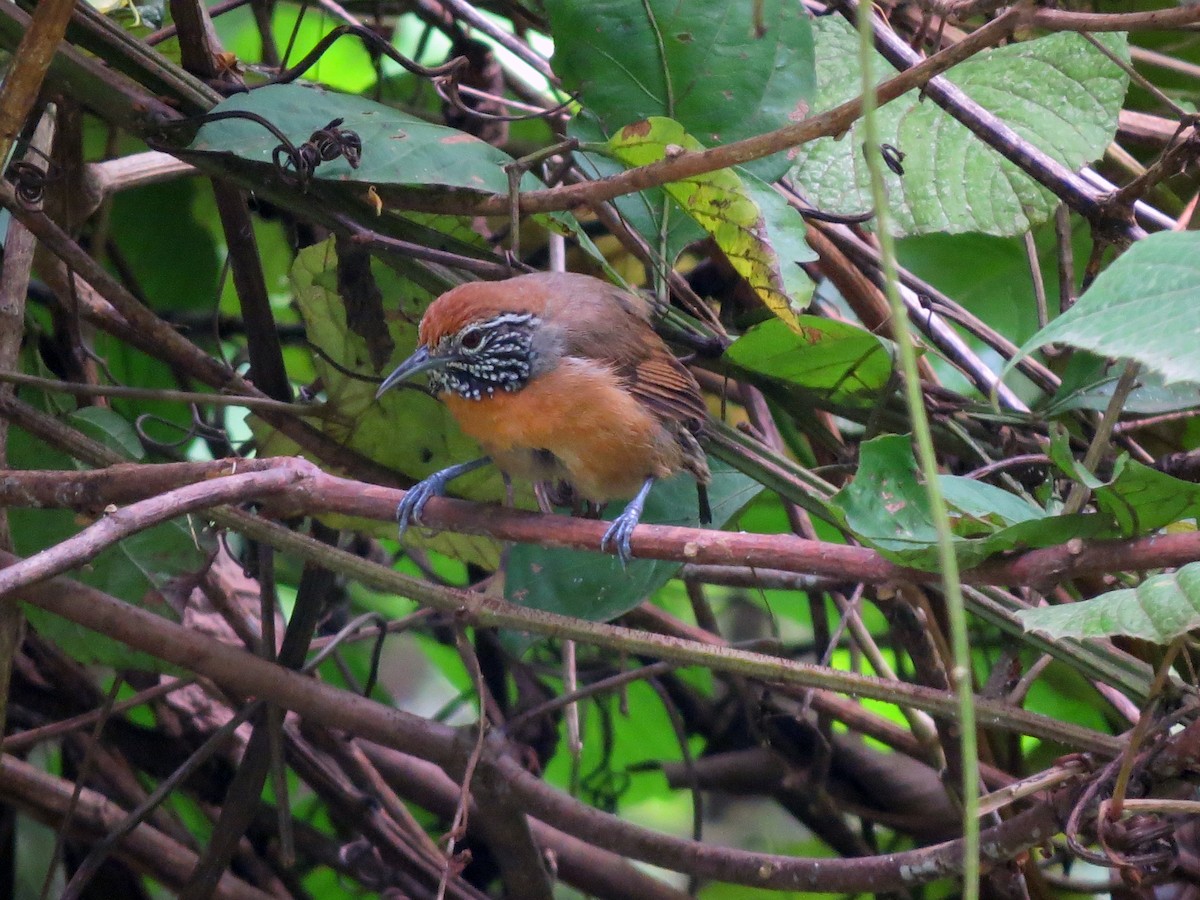 Rufous-breasted Wren - ML637725813