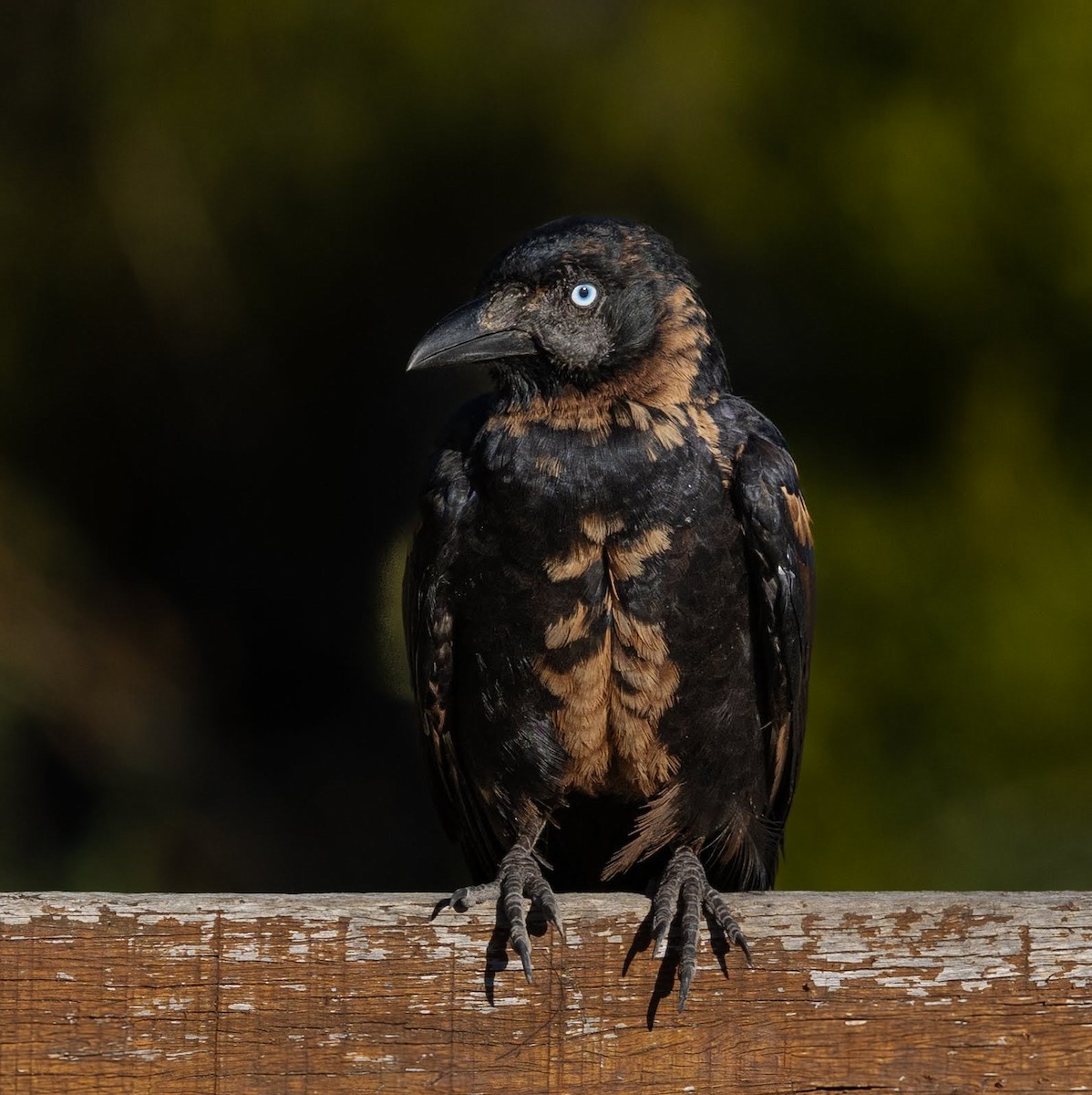 Little Crow - ML637725814