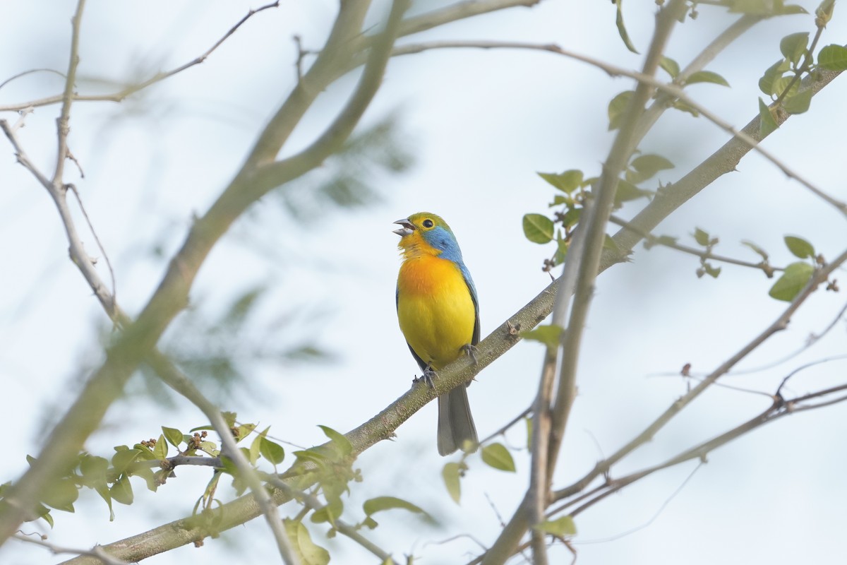 Orange-breasted Bunting - ML637725815