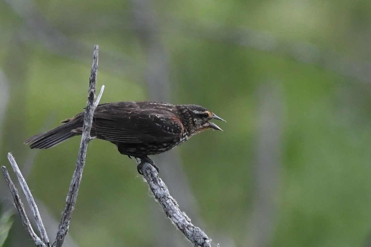Red-winged Blackbird - ML637725861
