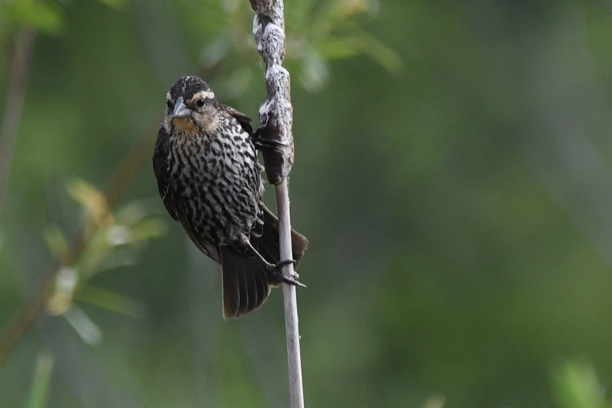 Red-winged Blackbird - ML637725862