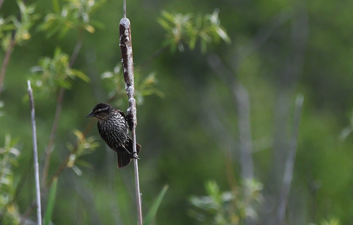 Red-winged Blackbird - ML637725863