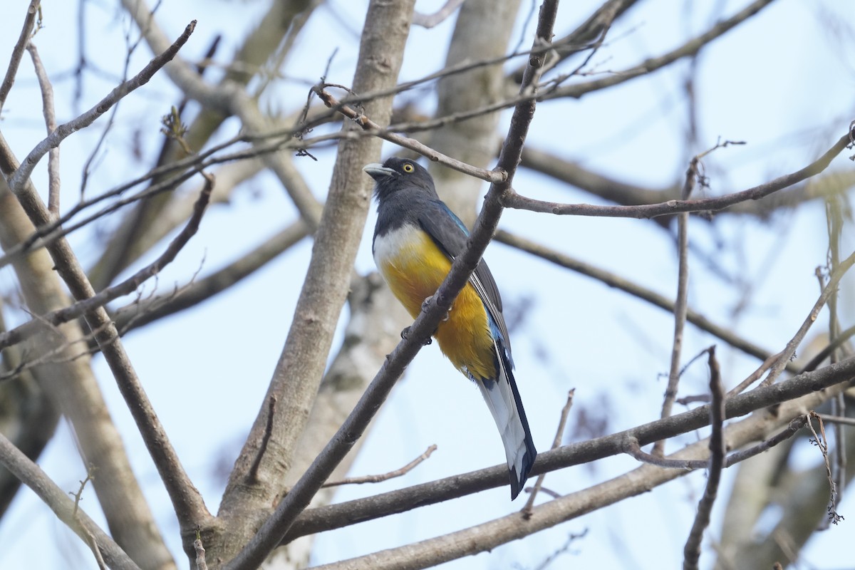 Citreoline Trogon - ML637725885