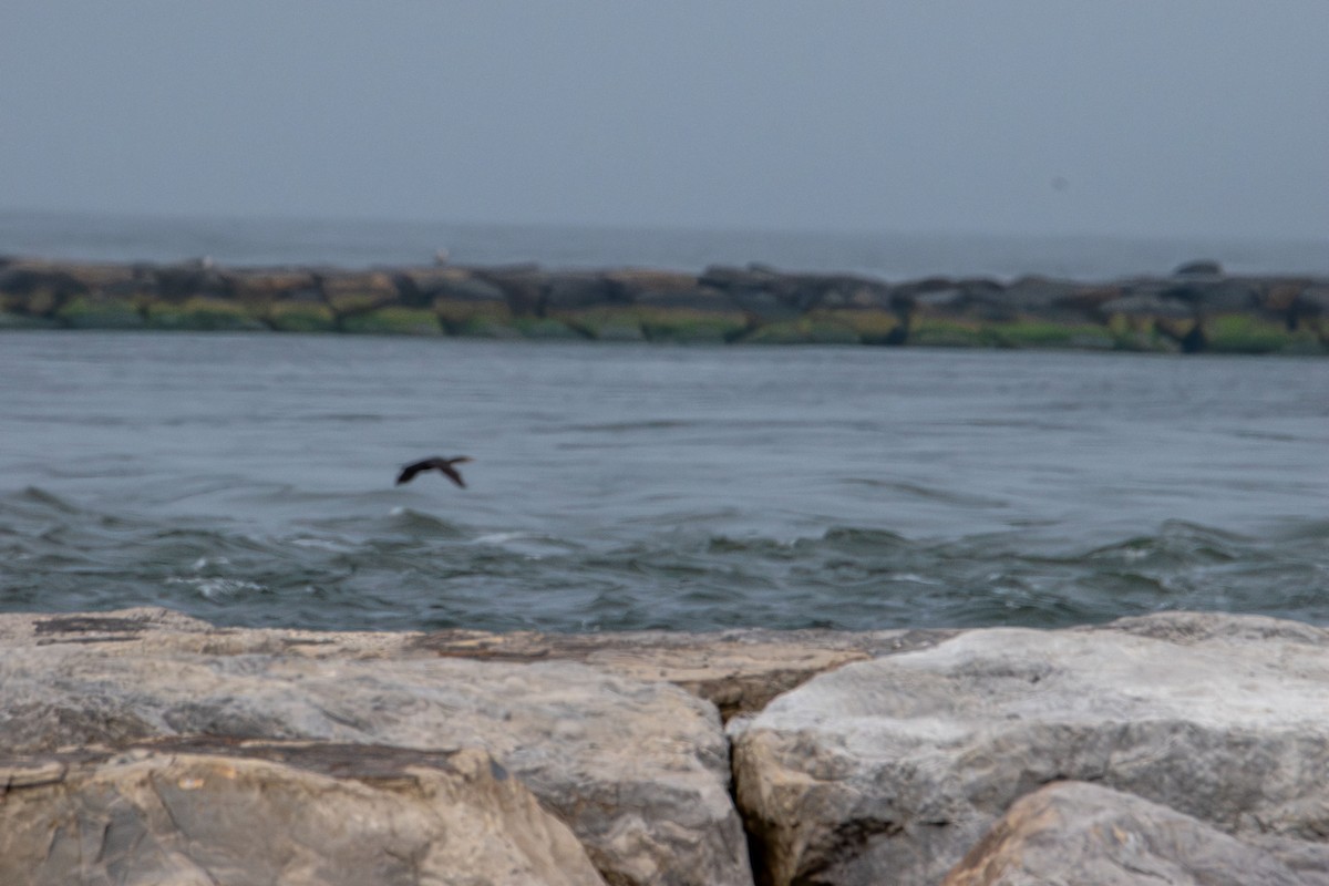 Double-crested Cormorant - ML637725887