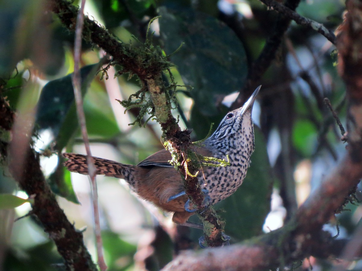 Spot-breasted Wren - ML637725890