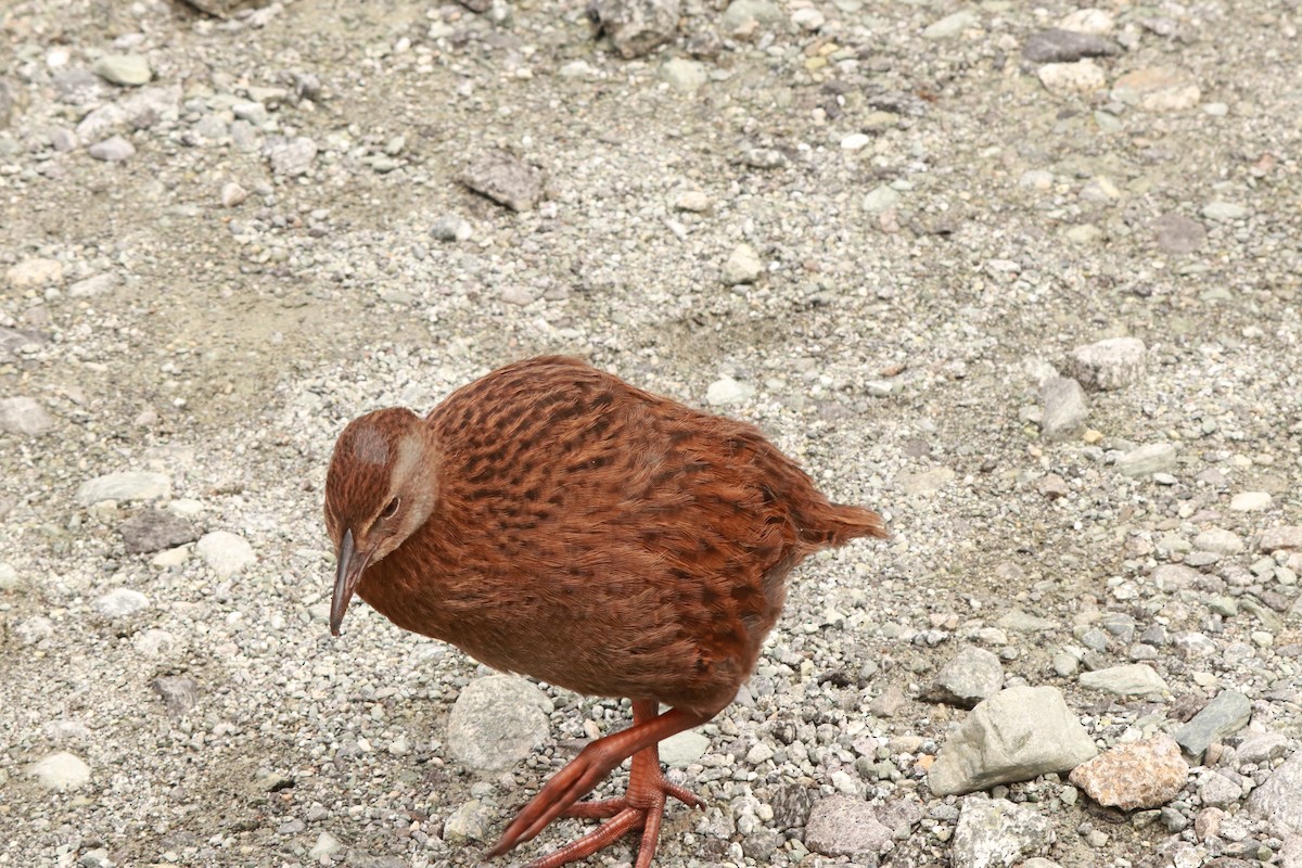 Weka - ML637725894