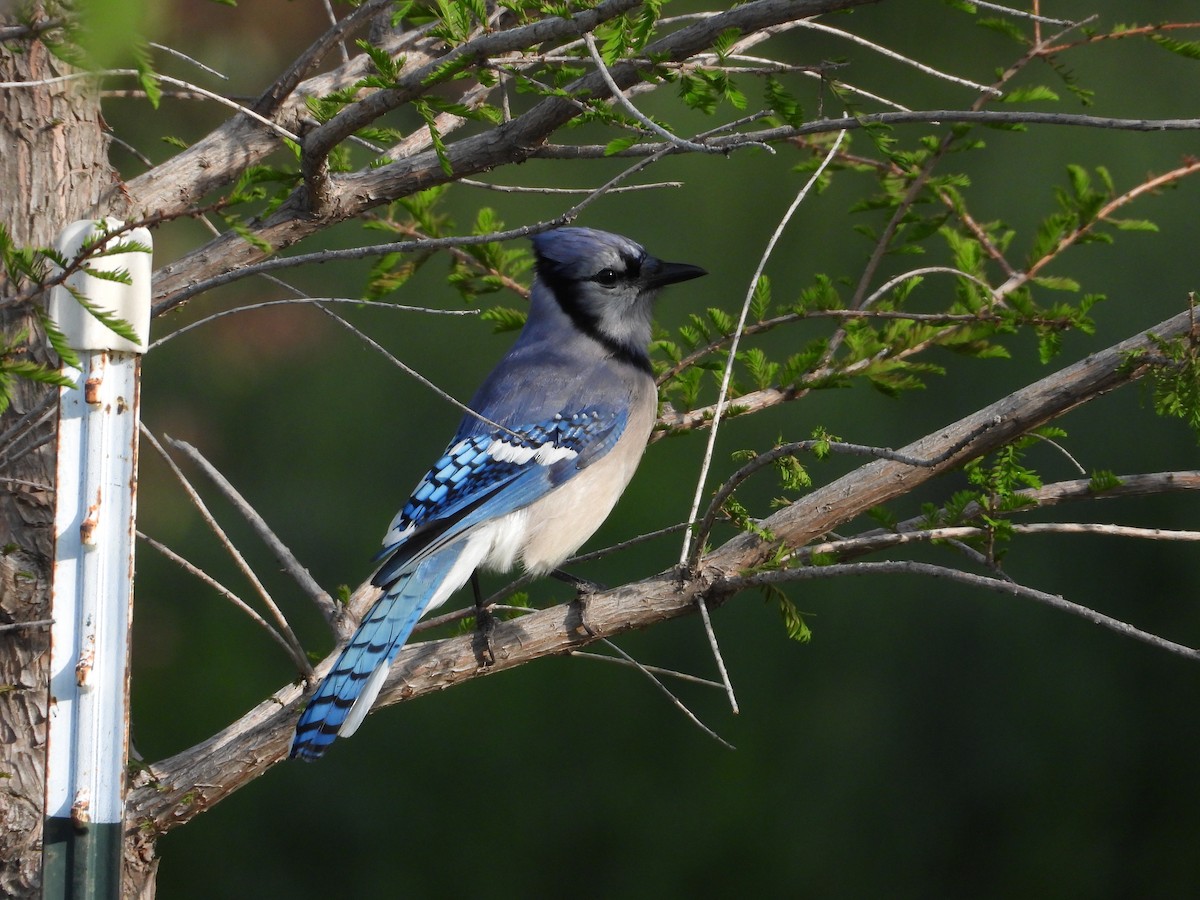 Blue Jay - ML637725929