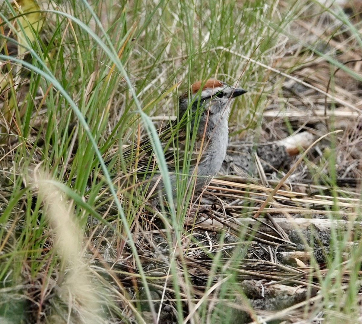 Chipping Sparrow - ML637726103
