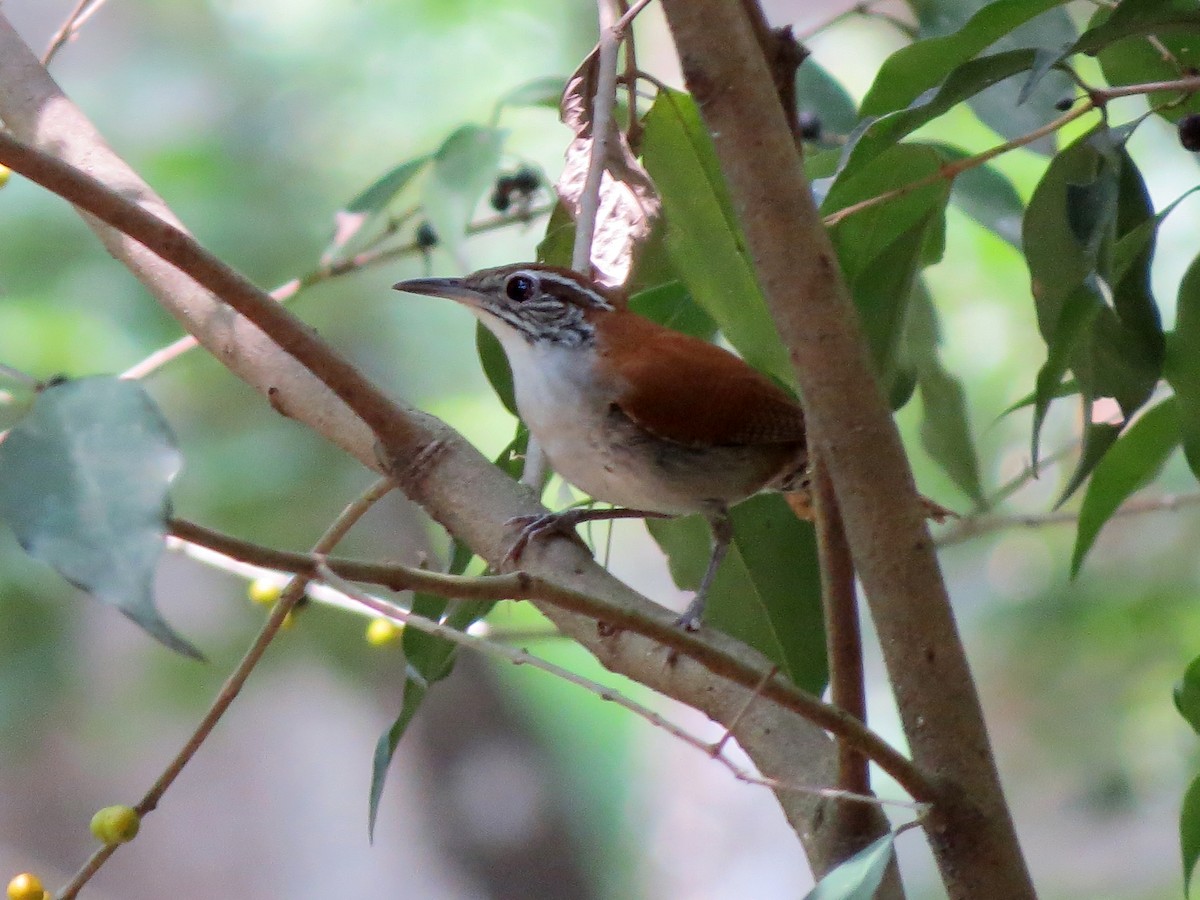 Rufous-and-white Wren - ML637726124