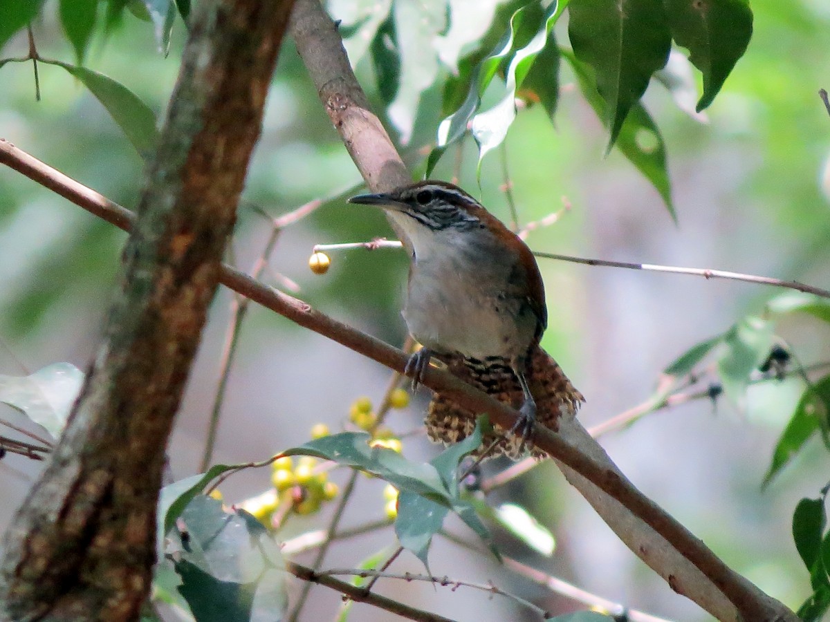 Rufous-and-white Wren - ML637726125