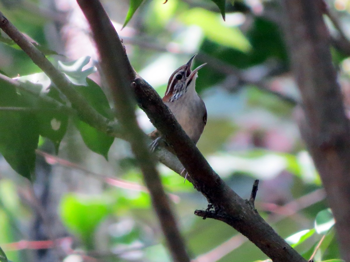 Rufous-and-white Wren - ML637726126