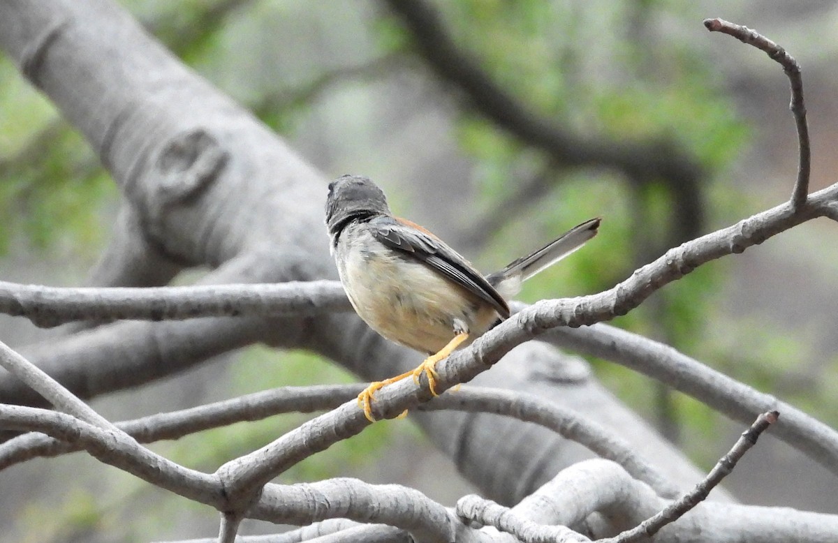 Buff-bridled Inca-Finch - ML637726153