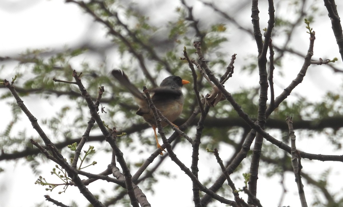 Buff-bridled Inca-Finch - ML637726154
