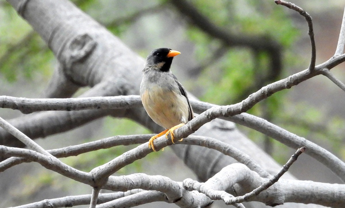 Buff-bridled Inca-Finch - ML637726155