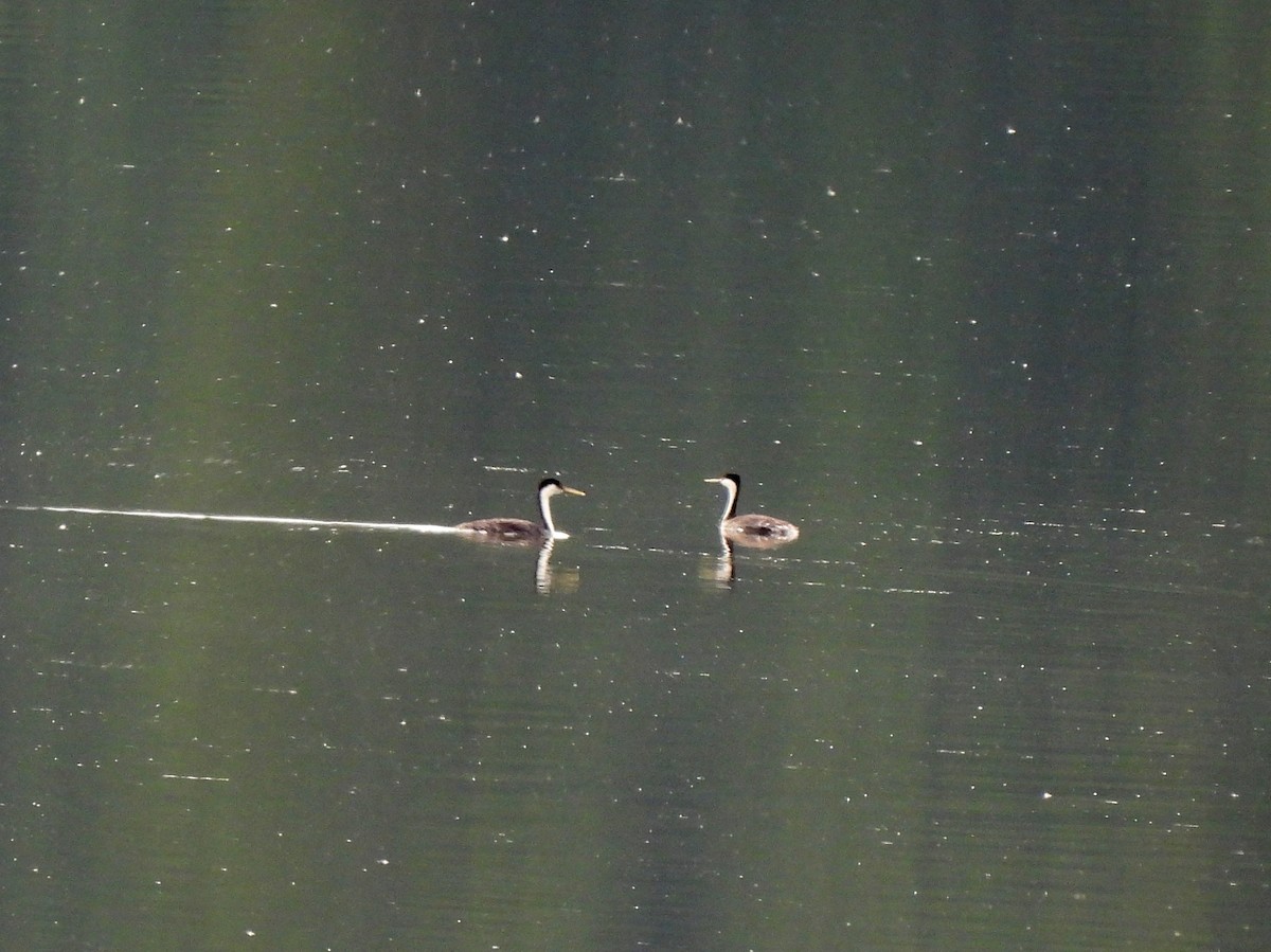 Western Grebe - ML637726158