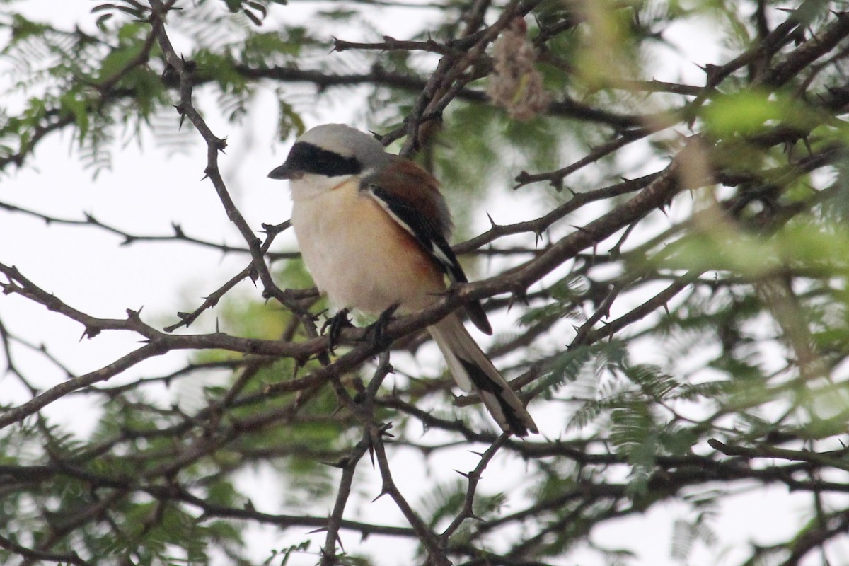 Bay-backed Shrike - ML637726225